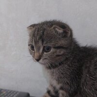 лариса гмызина