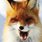 Sly-Sly Fox