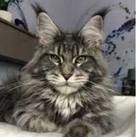 Дарина Маглова