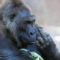 Константин Цыганков