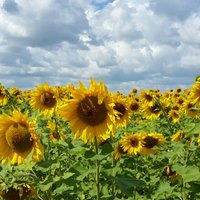 марина пантович