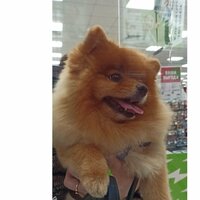 Галина Пашовкина