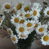 поцелуева лариса