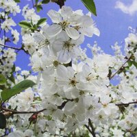 Мария Федотова