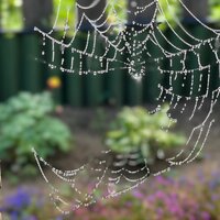 Елена Анисимова