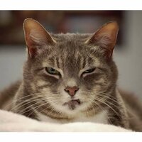 Елена Ведерникова