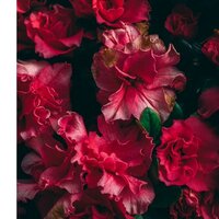 Юлия Старикова