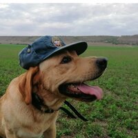 KoTлeTku c nlOpewkoй