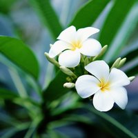 Елена Торопина