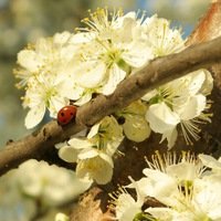 Мария Томилова