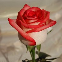 Алла Бергоева