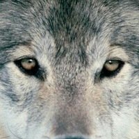 Галина Дзюба