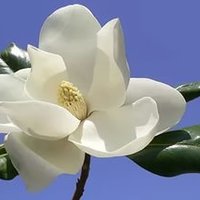 Светлана Токарева