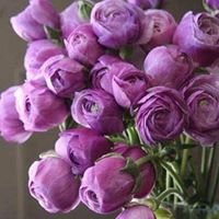 нино селезнёва