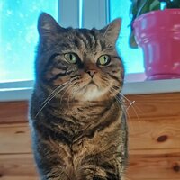 Елена Москвина