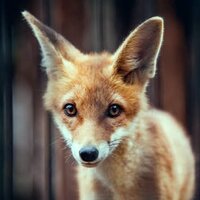 Андрей Пуреховский