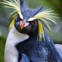 Никита Ионов