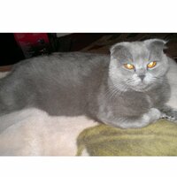 Светлана А.