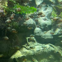 эльвира норенберг