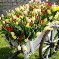 Фатима Шавлохова