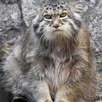 Антон Котов