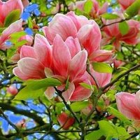 виктория кантемирова