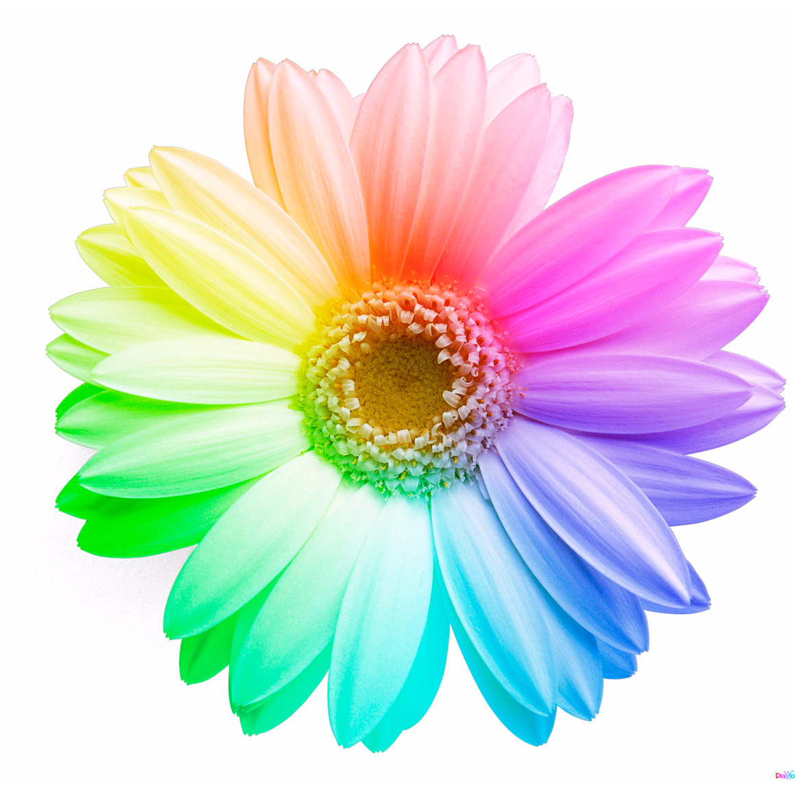 Цветы а4 распечатать цветные Pin on wiosenne Cartoon flowers, Art drawings for kids, Clip art