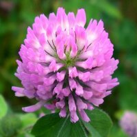 Александра К.