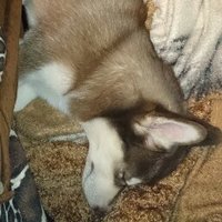 Анастасия СПб