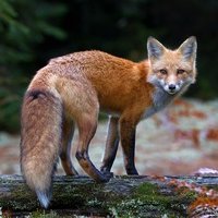 Светлана П.