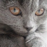 Андрей Лунгу