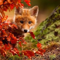 ОКСАНА Петухова