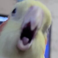 Дарья Овсянникова