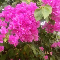 Татьяна Шеина