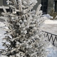 Акмарал Амангельды