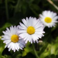 Галина Грицишина