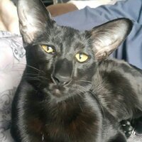 Юлия Степанова