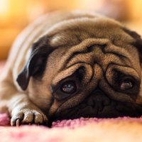 Марина Тринеева