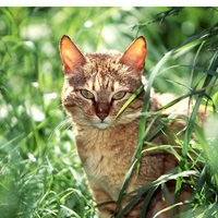 Екатерина Гольцова