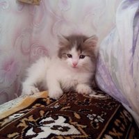 Вячеслав Иванов