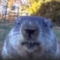 Диана Новак