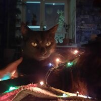 Анастасия Доброеутро