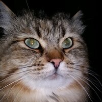 Елена А.