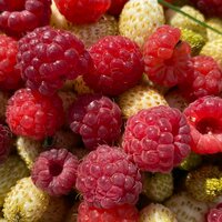 Наталья Симакова