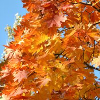 Светлана Булацкая