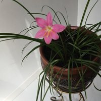 Анастасия А.