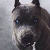 Александр Поздеев