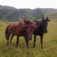 Назренко С.