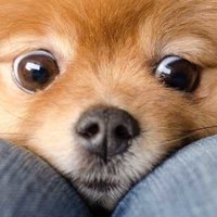 Олежка Мегапамять