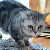 Ирина Никитина